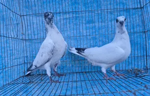 বুদাপেস্ট বেবি পেয়ার