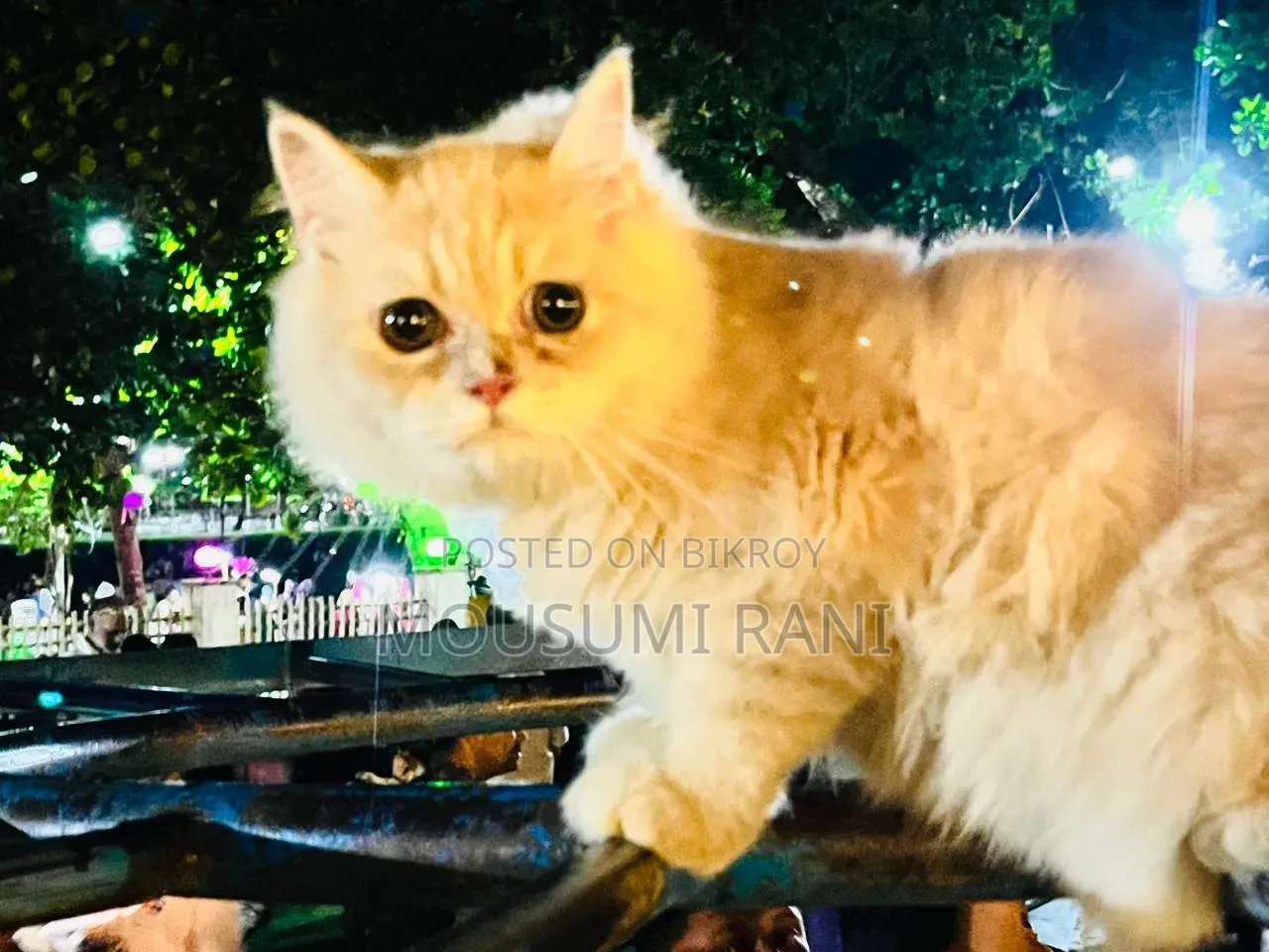 1-3 Months Male Purebred Persian