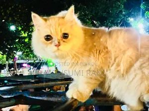 1-3 Months Male Purebred Persian