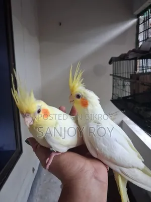 Cockatiel Bird 4 Months Old