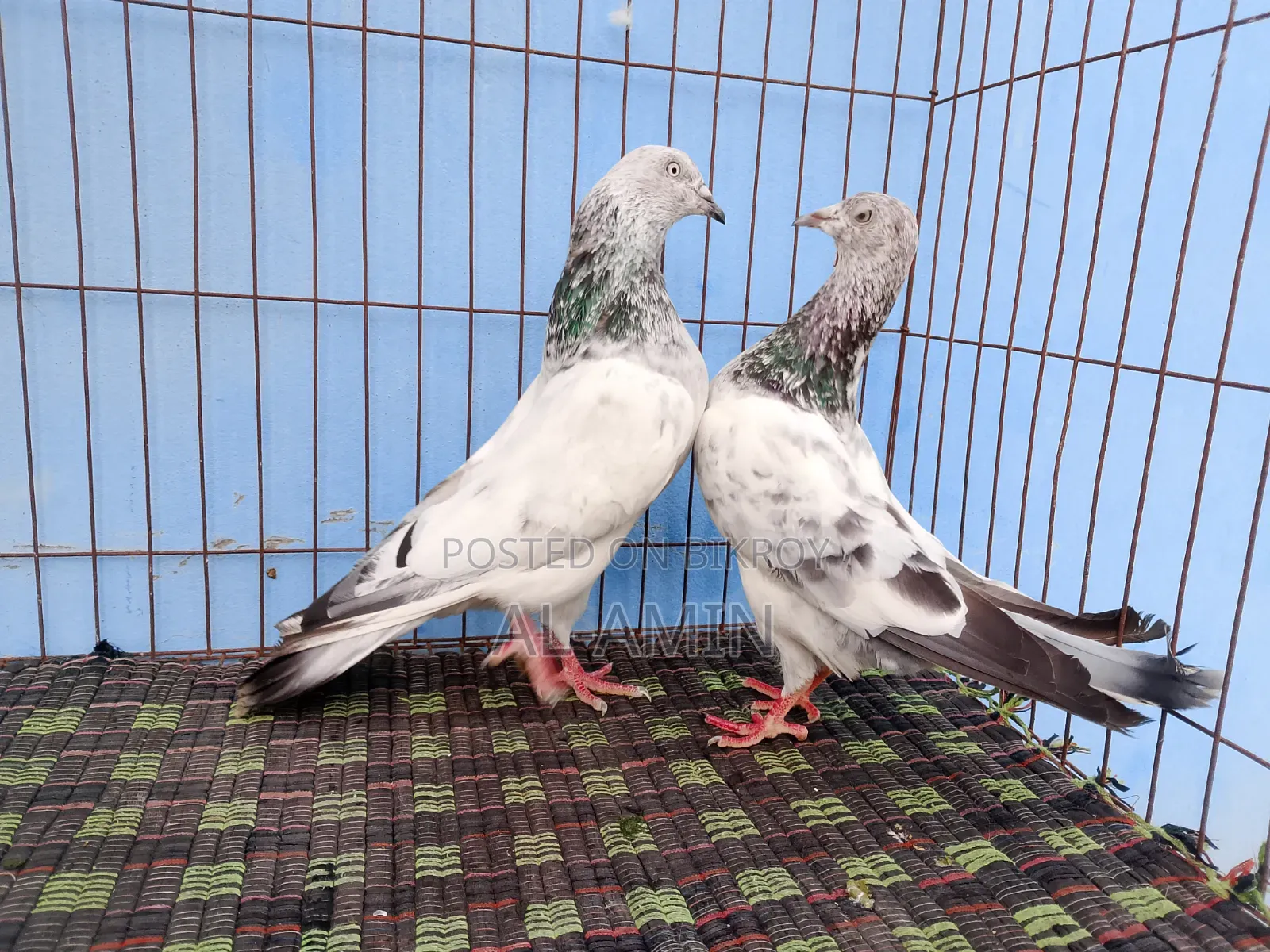 2 Pair Gribaj