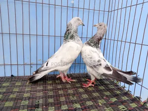 2 Pair Gribaj