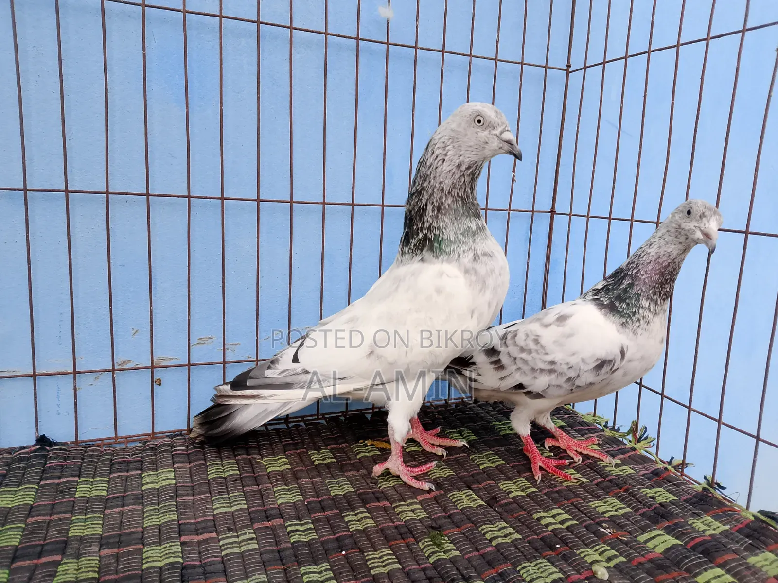 2 Pair Gribaj