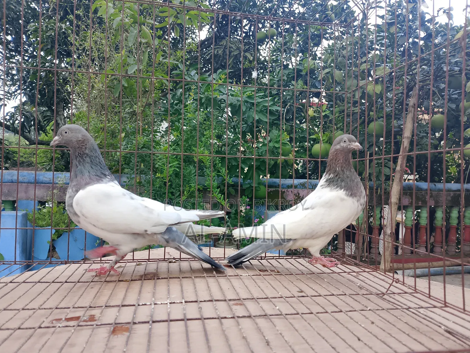 2 Pair Gribaj