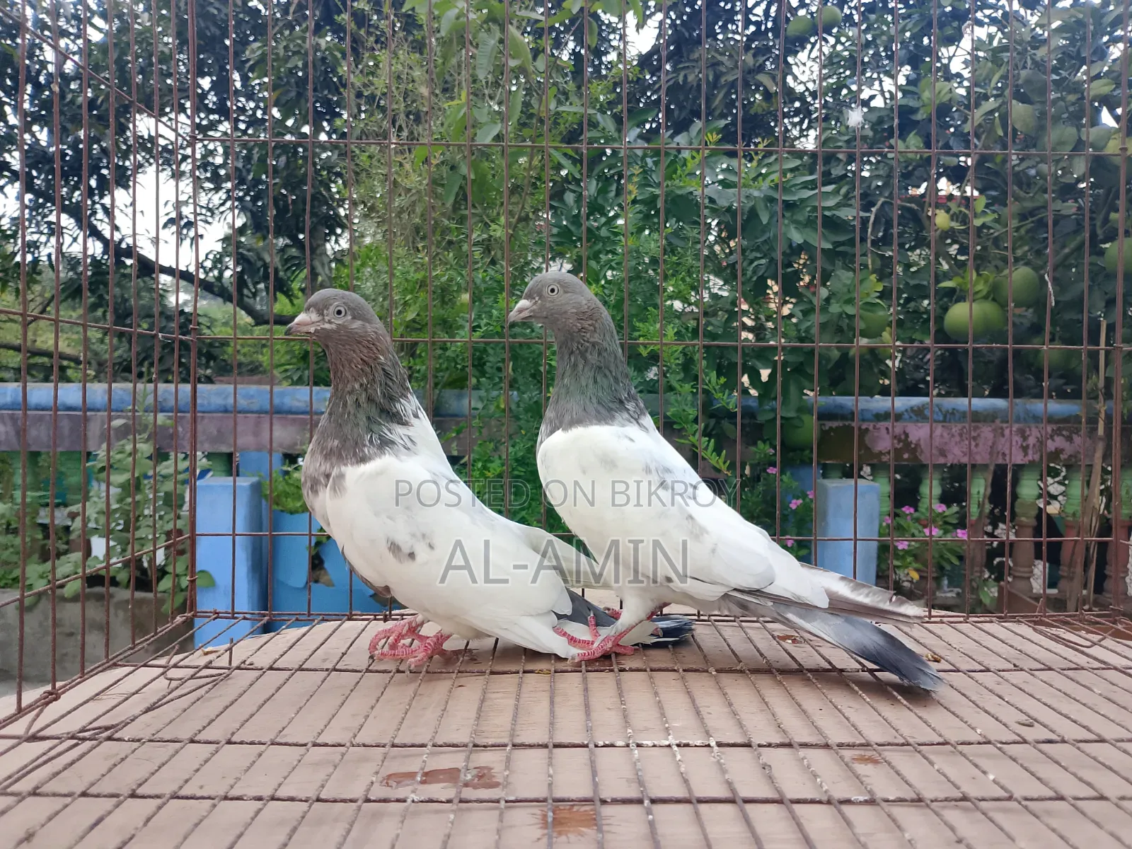 2 Pair Gribaj