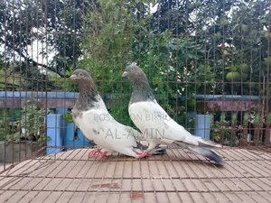 2 Pair Gribaj