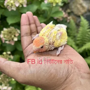 Lovebird Offline Lutino Red Head Baby