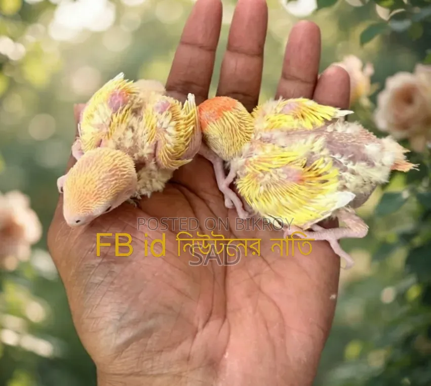Lovebird Offline Lutino Red Head Baby