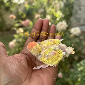 Lovebird Offline Lutino Red Head Baby