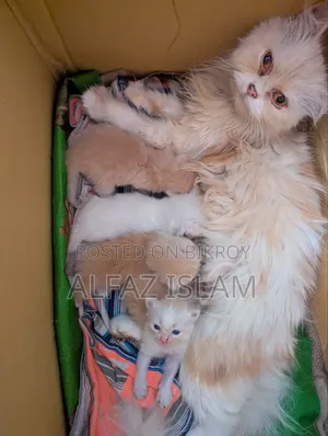 0-1 Month Male Purebred Persian