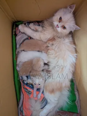 0-1 Month Male Purebred Persian