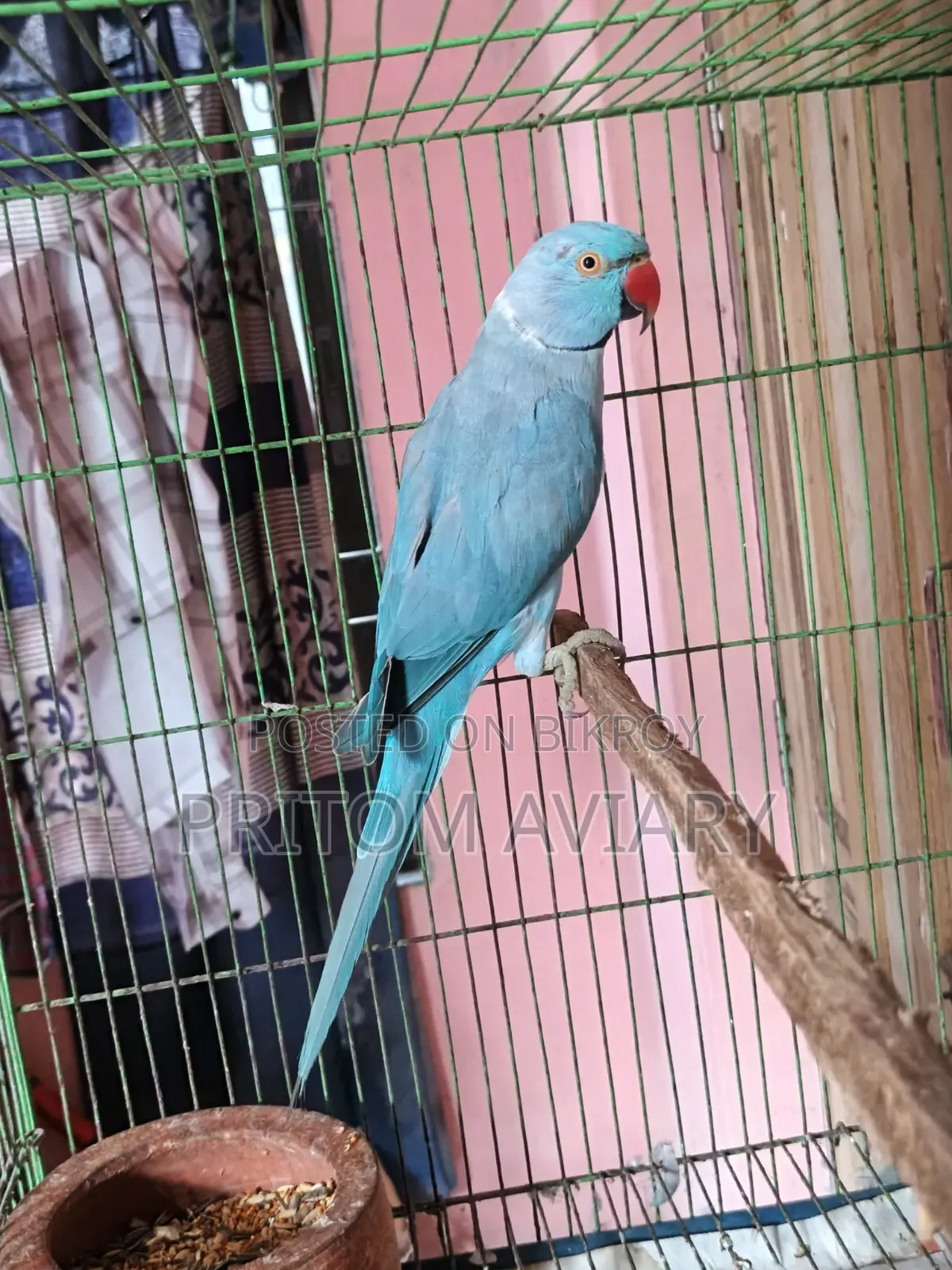 Blue Ringneck Male Adult
