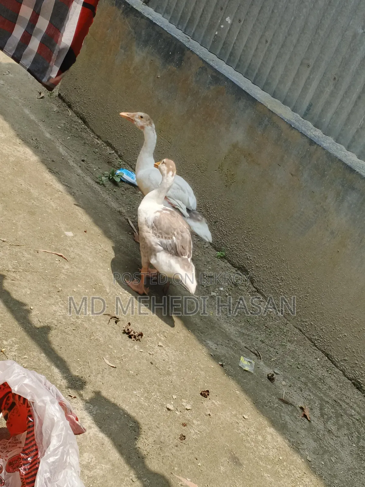Embden Goose and Wholesale Native Duck for Sale