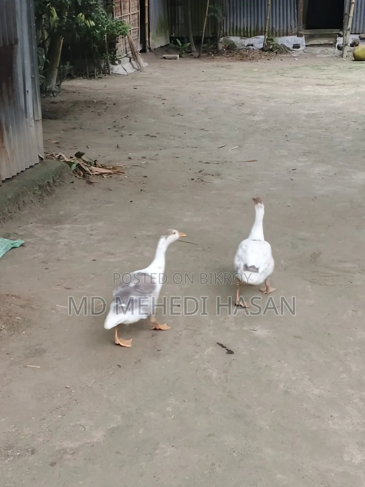 Embden Goose and Wholesale Native Duck for Sale