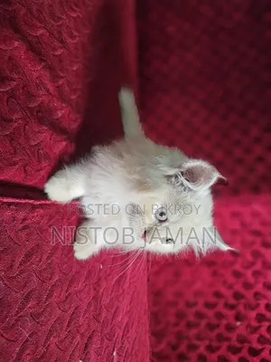 1-3 Months Female Purebred Persian
