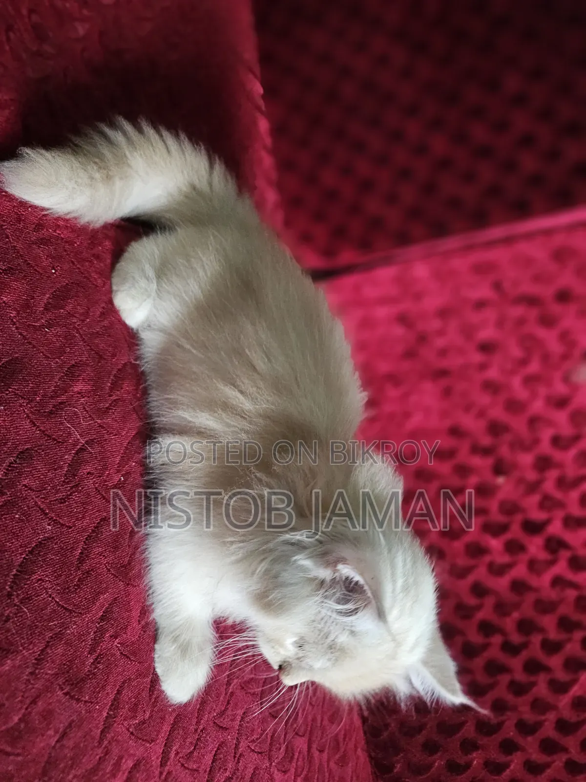 1-3 Months Female Purebred Persian