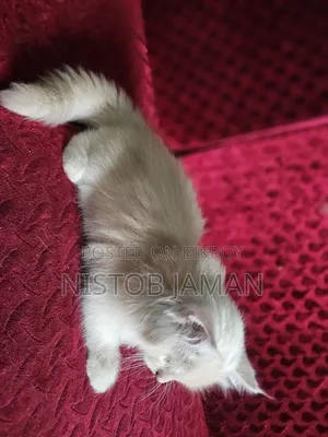 1-3 Months Female Purebred Persian