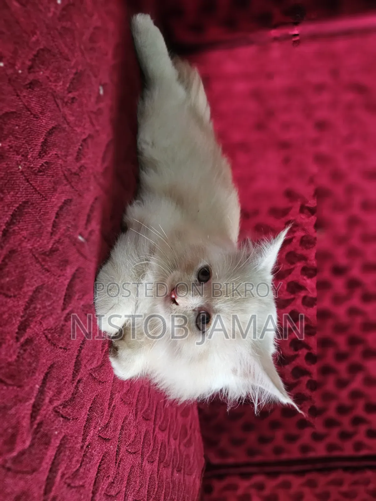 1-3 Months Female Purebred Persian