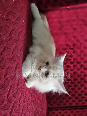 1-3 Months Female Purebred Persian