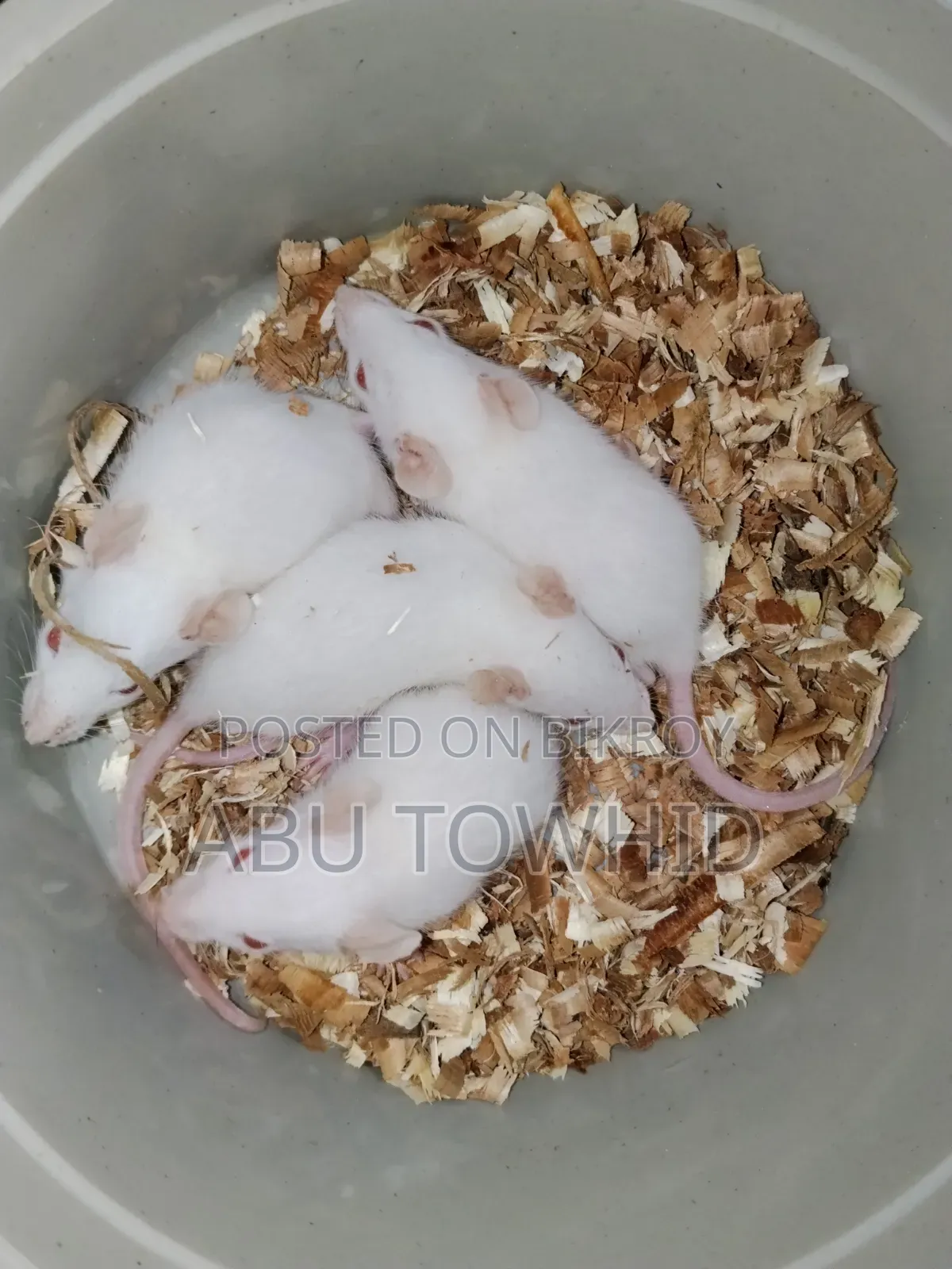 Albino Rat