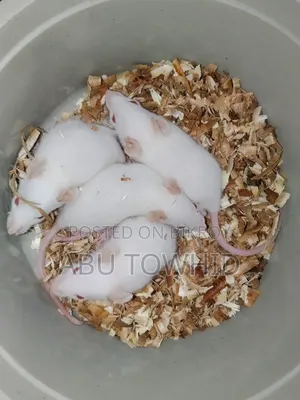 অ্যালবিনো র‍্যাট