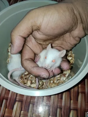 Albino Rat