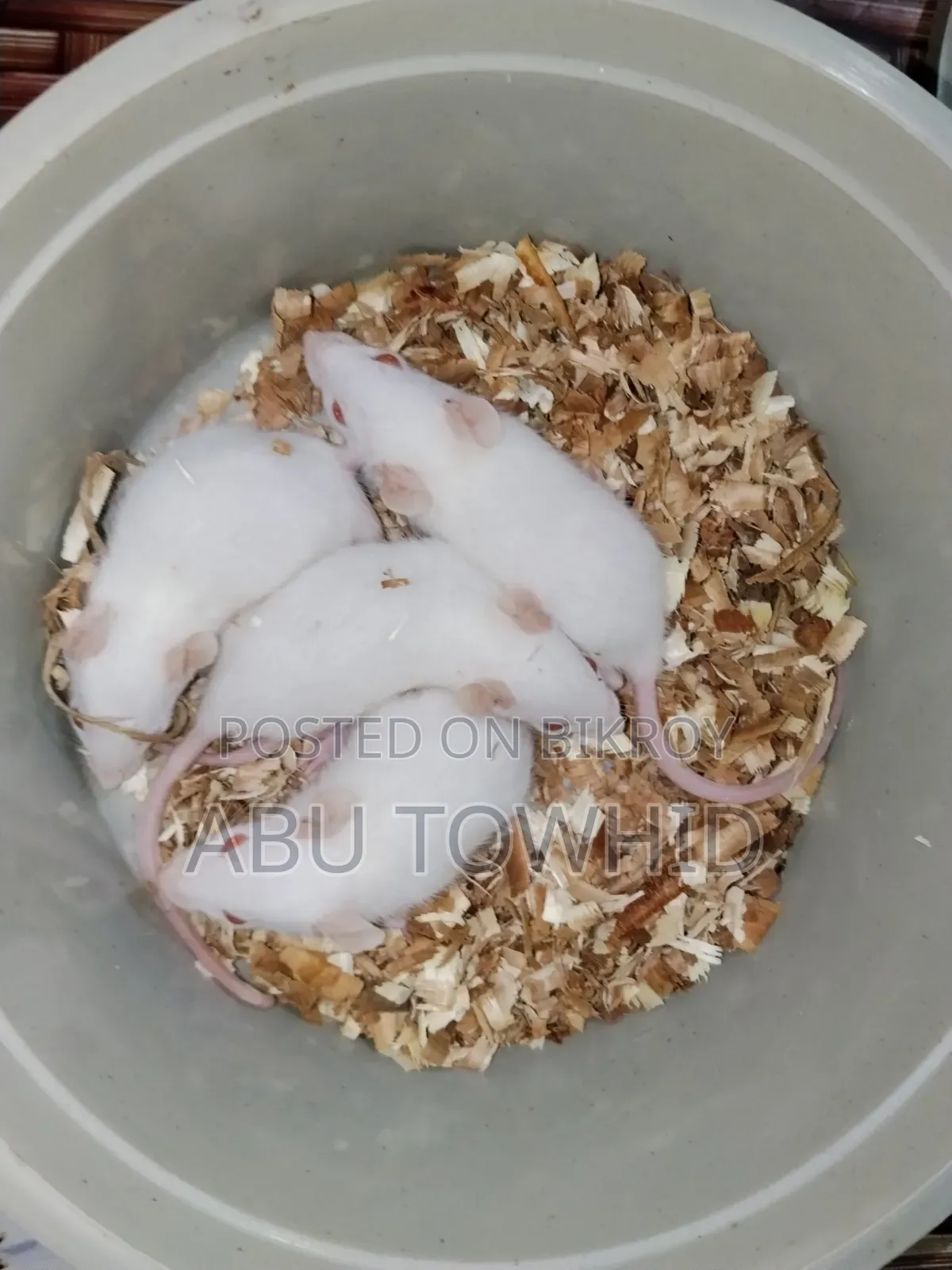 Albino Rat