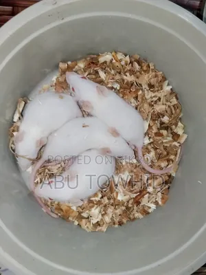Albino Rat