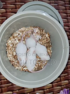 Albino Rat