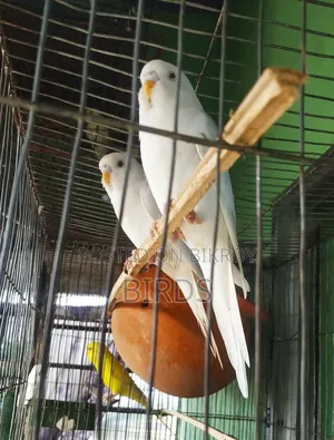 Albino Red Eye Master Pair.