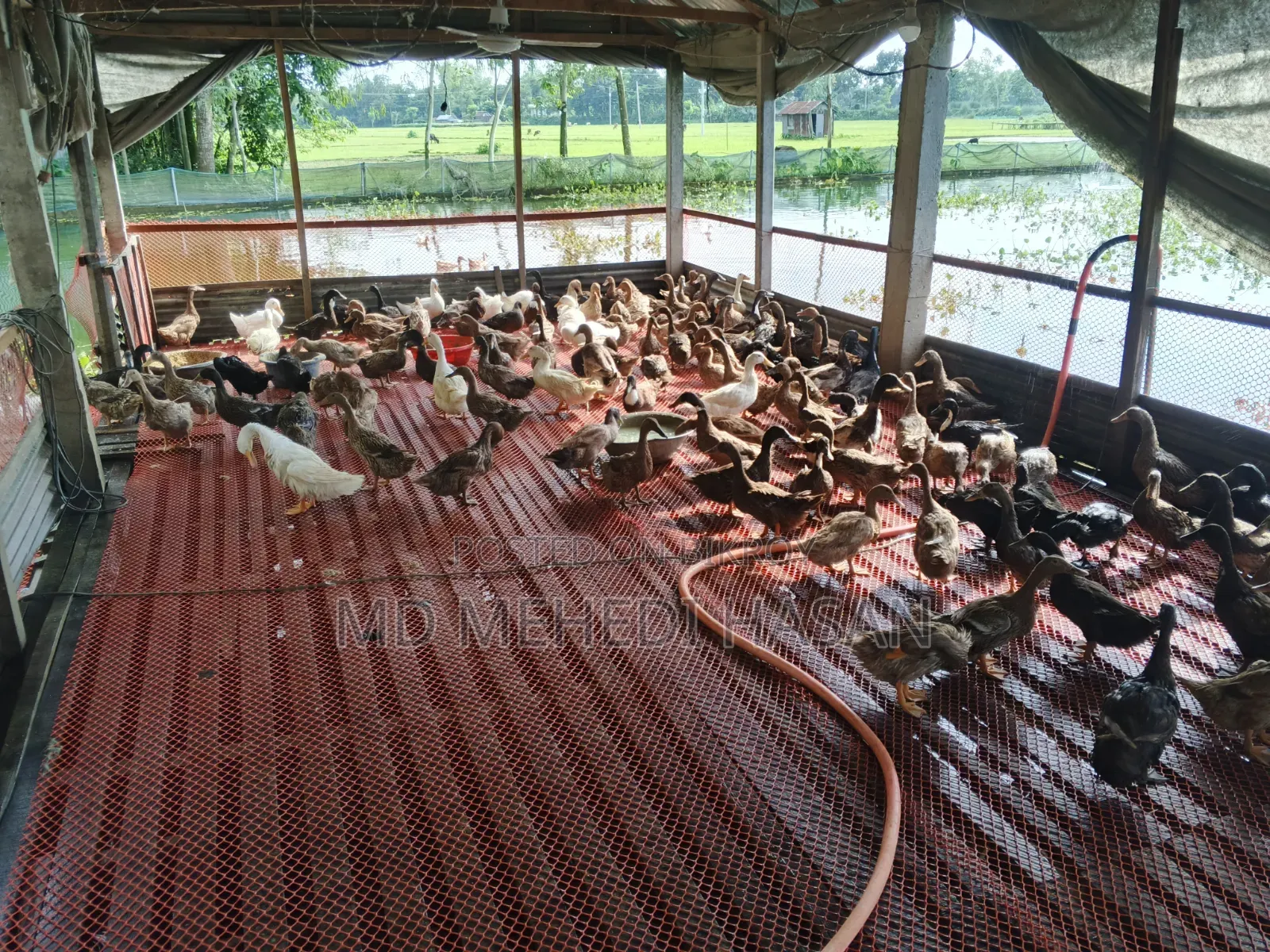 Embden Goose and Wholesale Native Duck for Sale