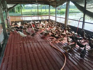 Embden Goose and Wholesale Native Duck for Sale