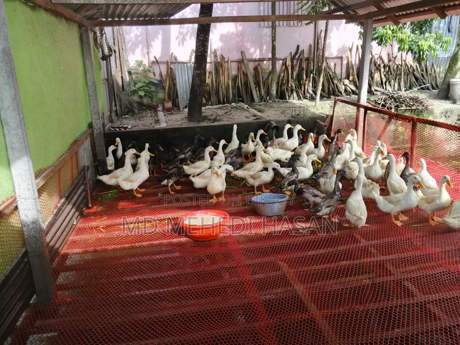 Embden Goose and Wholesale Native Duck for Sale