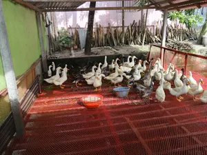 Embden Goose and Wholesale Native Duck for Sale