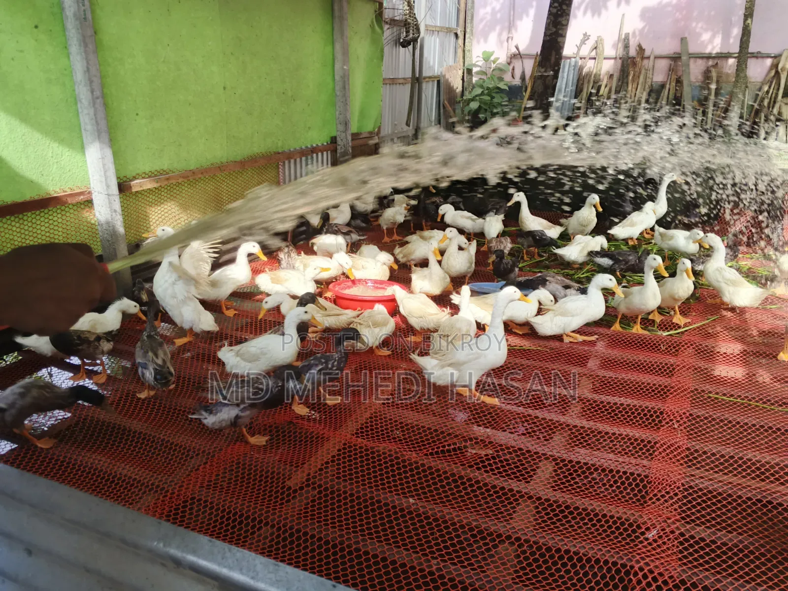 Embden Goose and Wholesale Native Duck for Sale