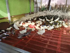 Embden Goose and Wholesale Native Duck for Sale