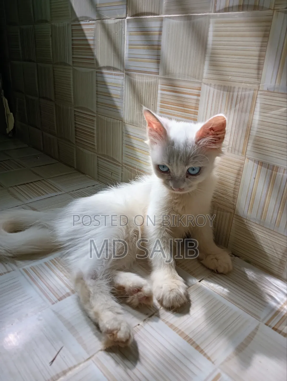 1-3 Months Female Mixed Breed Persian