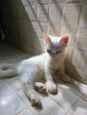 1-3 Months Female Mixed Breed Persian