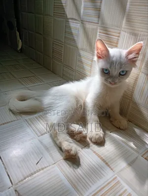 1-3 Months Female Mixed Breed Persian