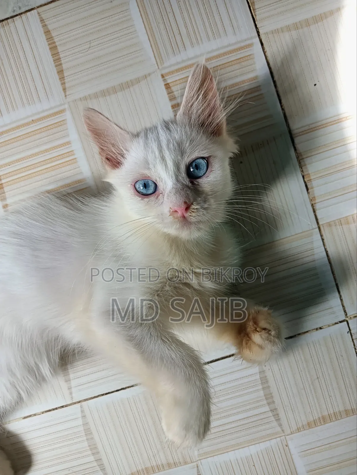 1-3 Months Female Mixed Breed Persian