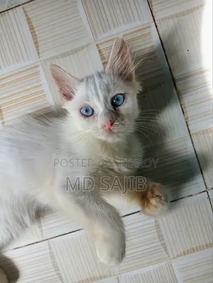 1-3 Months Female Mixed Breed Persian