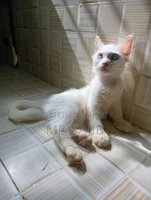 1-3 Months Female Mixed Breed Persian