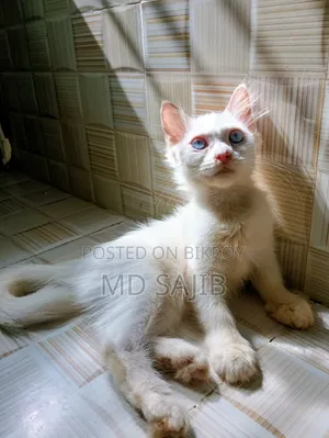 1-3 Months Female Mixed Breed Persian