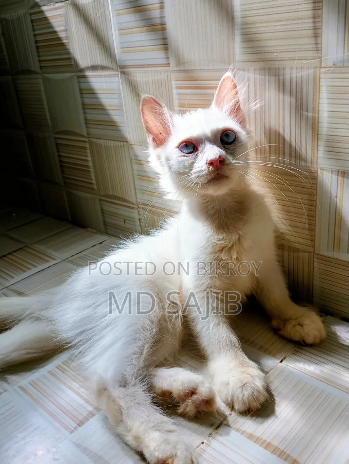 1-3 Months Female Mixed Breed Persian
