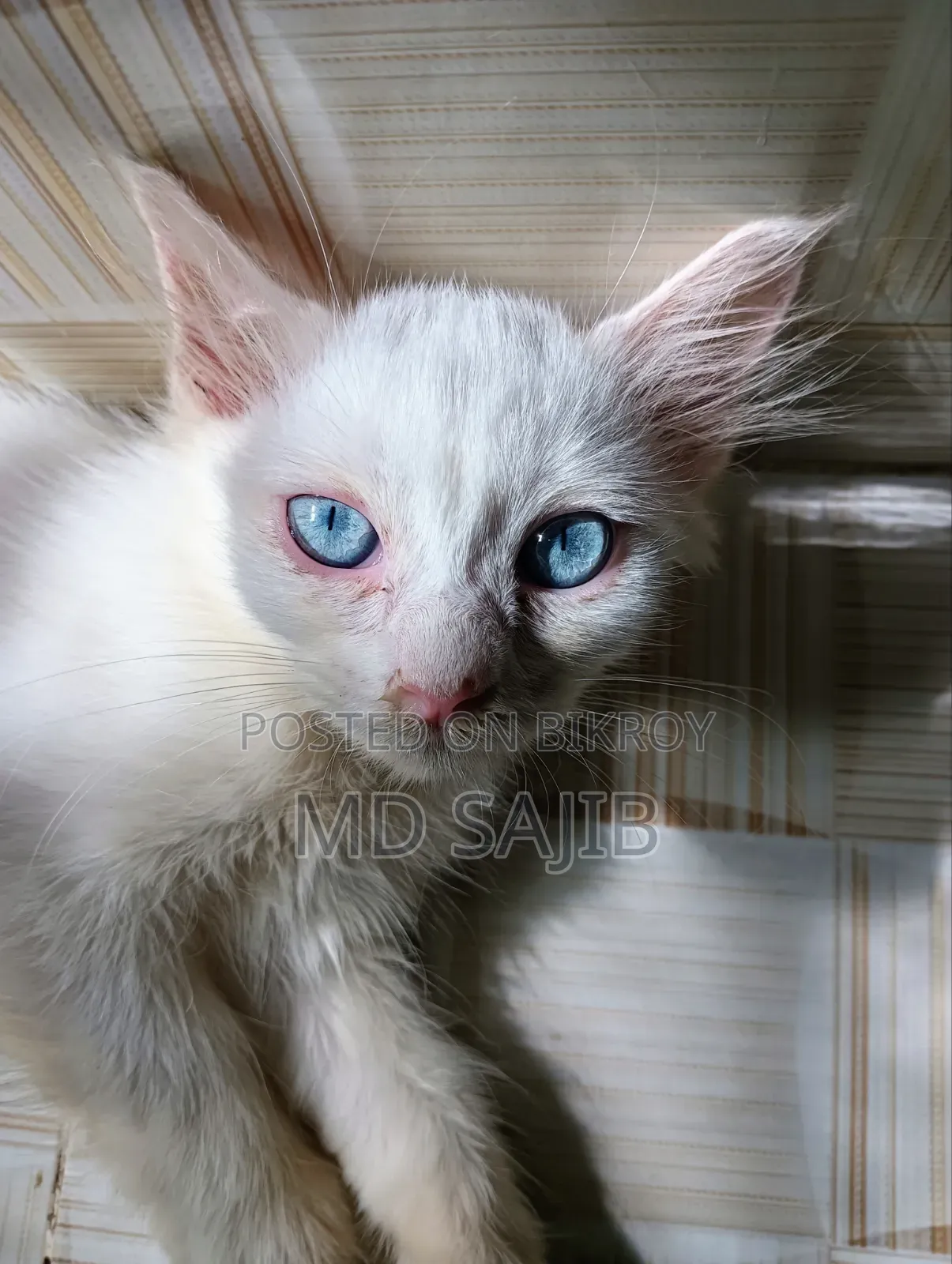 1-3 Months Female Mixed Breed Persian