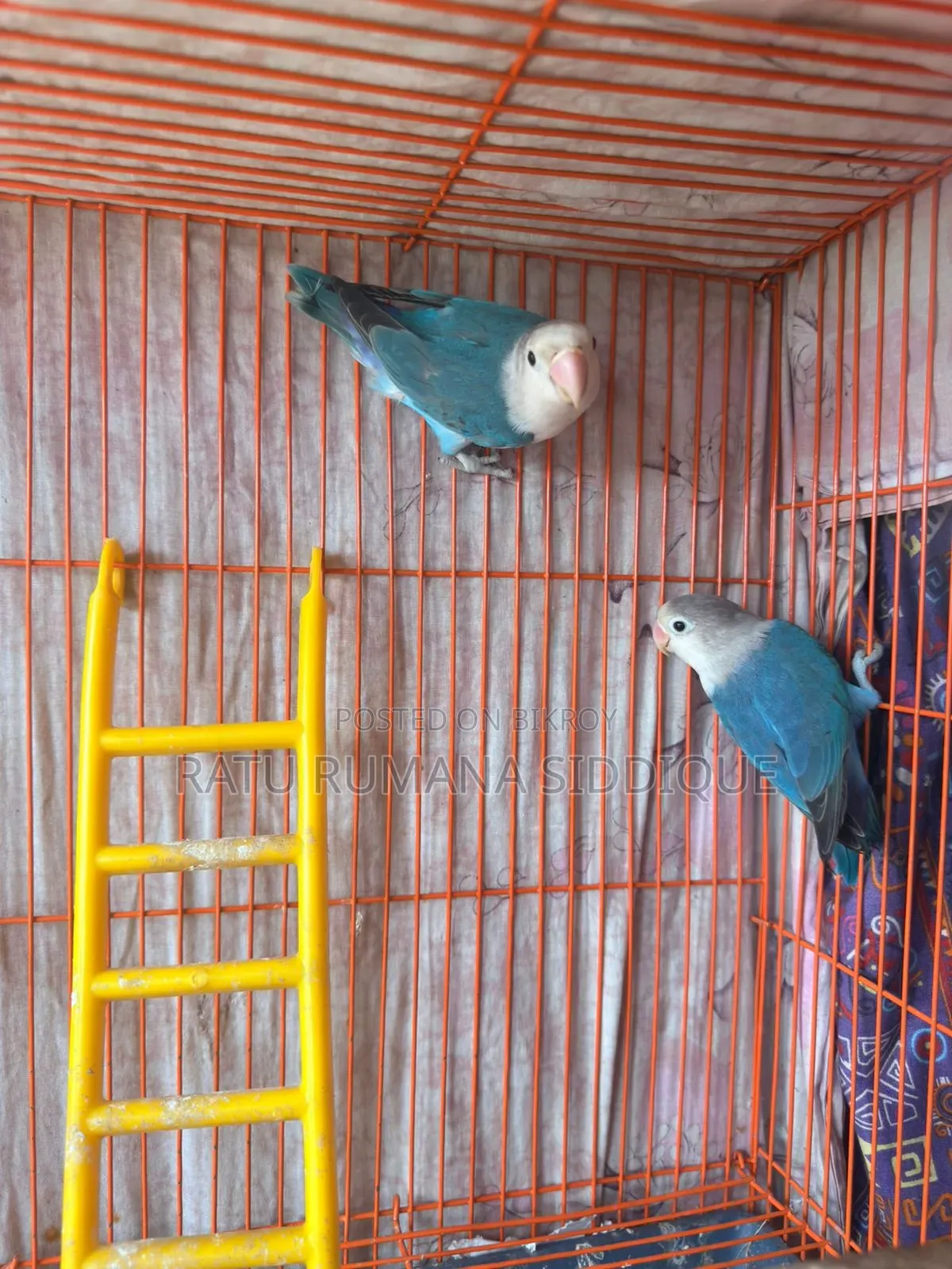 Lovebird Pair