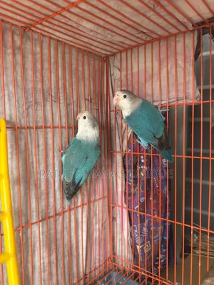 Lovebird Pair