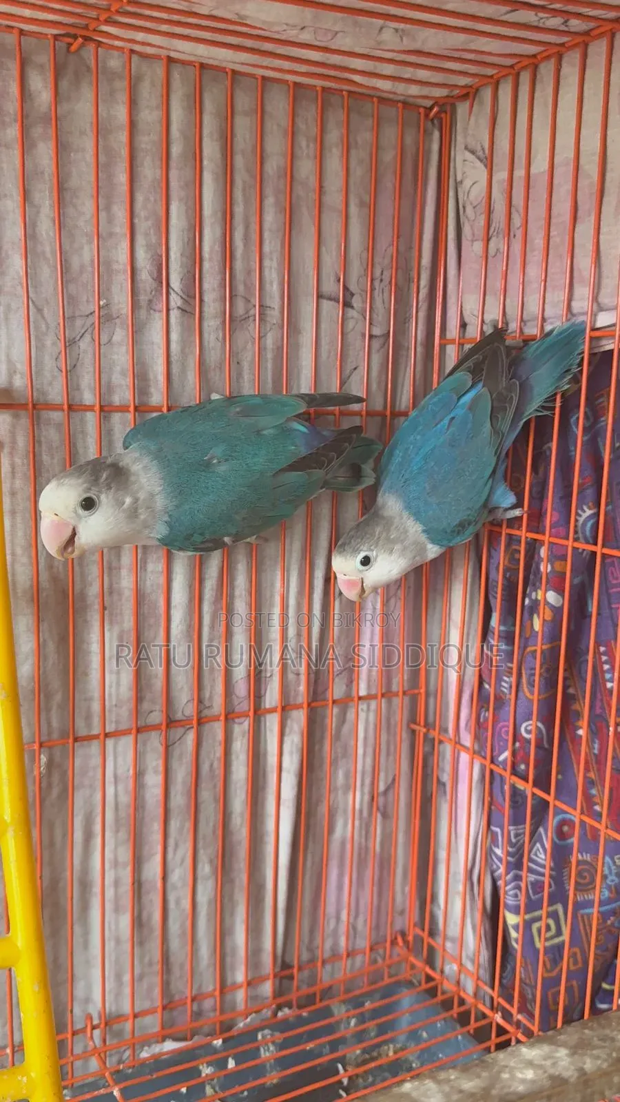 Lovebird Pair