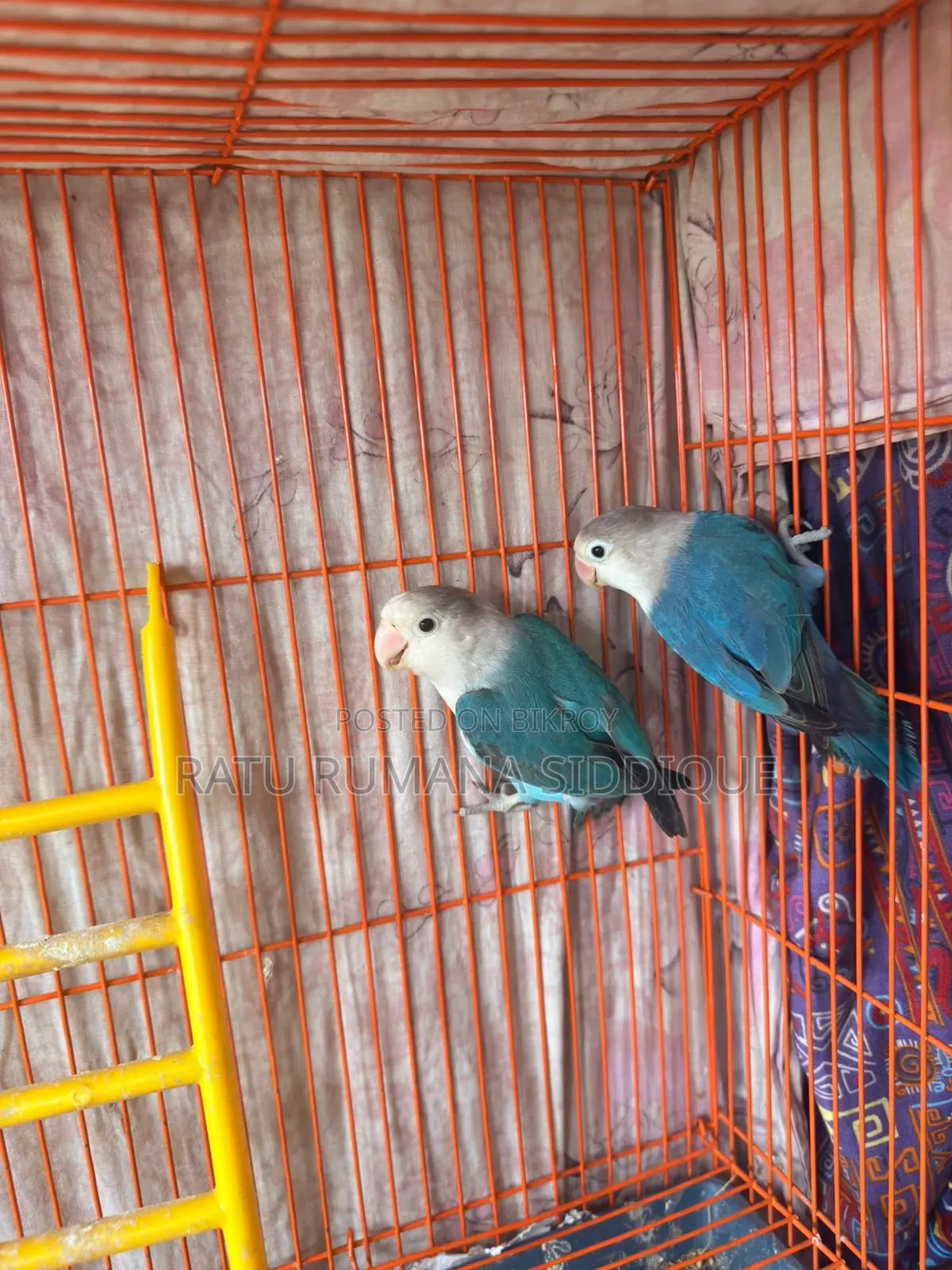 Lovebird Pair