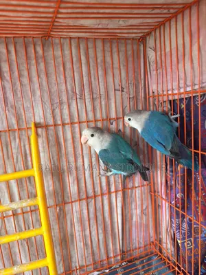 Lovebird Pair